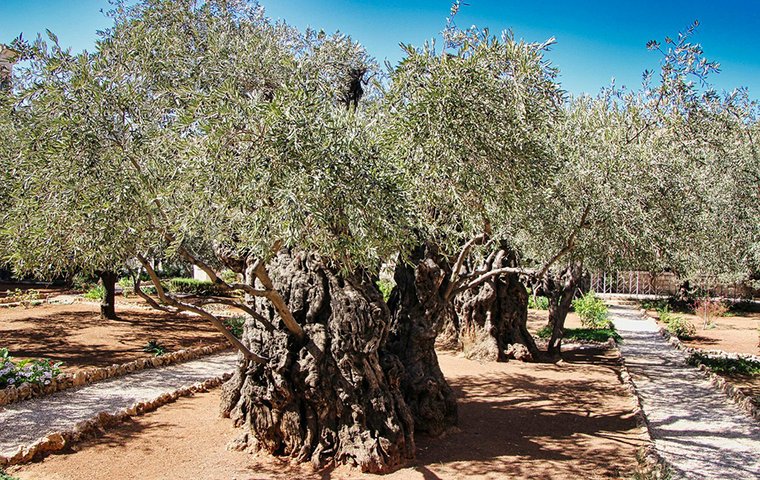 OLivenbäume im Garten Gethsemane