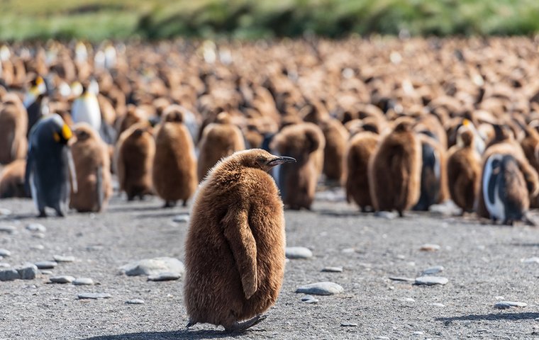 Gruppe junger Königspinguine