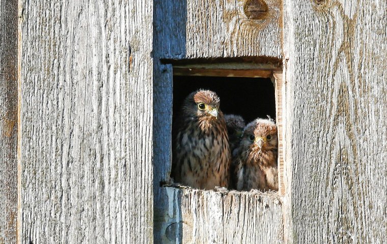Junge Turmfalken im Nest