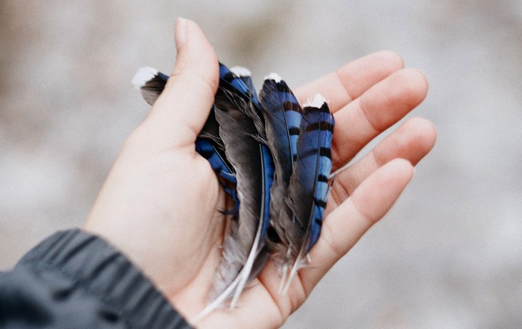 Hand mit blaugrauen Eichelhäherfedern