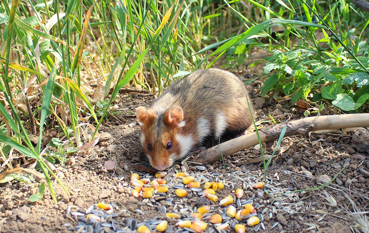 Feldhamster mit Maiskörnern auf Feld
