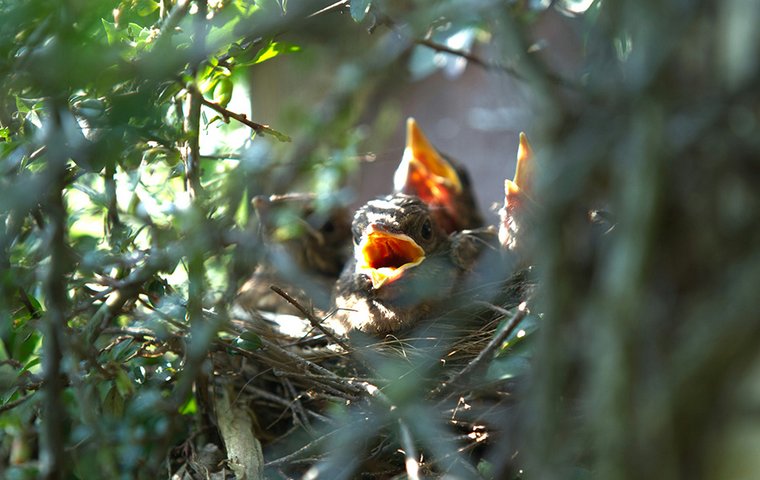 Vogeljunge mit aufgesperrten orangen Schnäbeln im Nest.