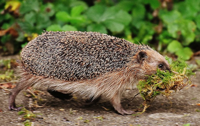 Igel mit Moos in Schnauze