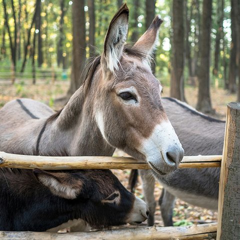 Esel an Gatter unter Bäumen