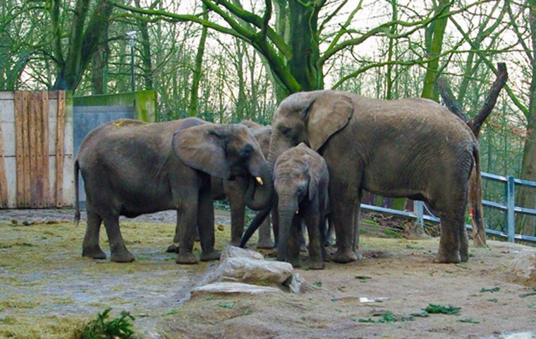 Afrikanische Elefanten im Zoo Wuppertal