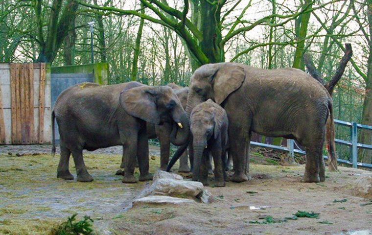 Afrikanische Elefanten im Zoo Wuppertal Afrikanische Elefanten im Zoo Wuppertal
