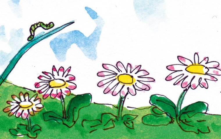 Mein Abenteuer als Biene Gänseblümchen und Raupe auf Grashalm
