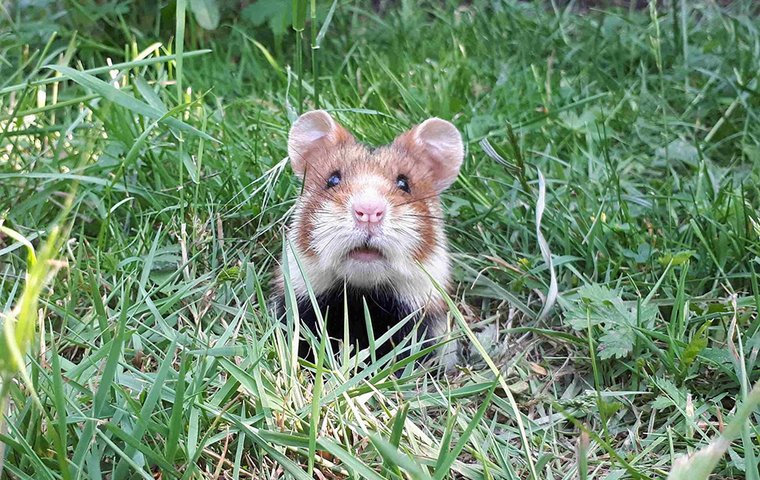 Die Rettung der Tiere Feldhamster