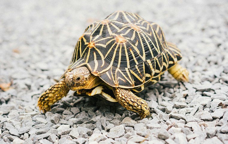 Exotische Schildkröte