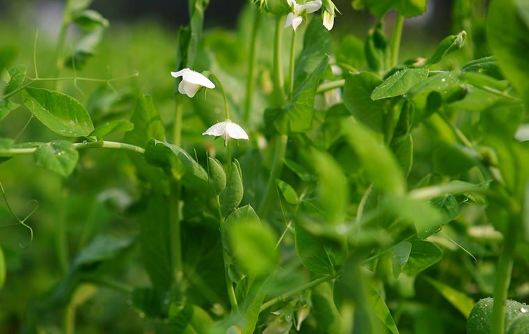 Erbsenpflanzen mit weißen Blüten
