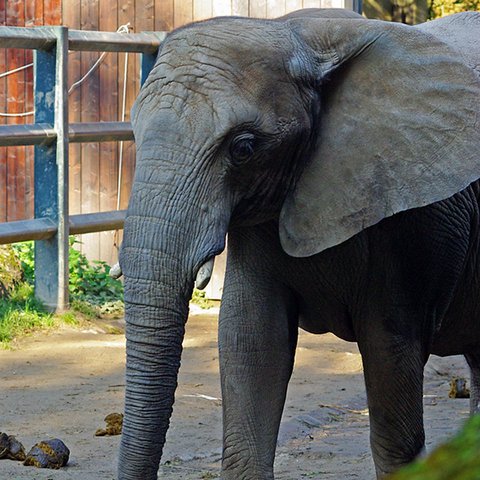 Afrikanischer Elefant in Gehege (Zoo Wuppertal)