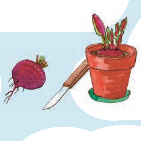 Rote-Beete-Knolle, Messer und Blumentopf mit austreibender Roter Beete.