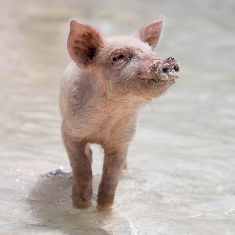 Saumäßig gute Spürnase Schwein im Wasser