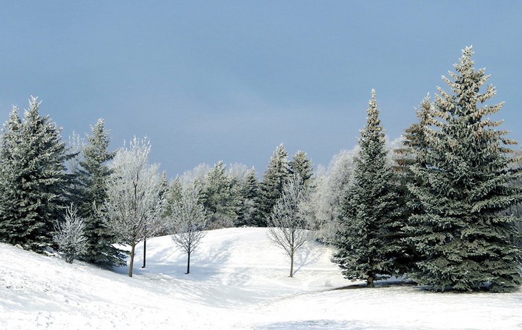 Weihnachtsbaum Tannenwald im Schnee