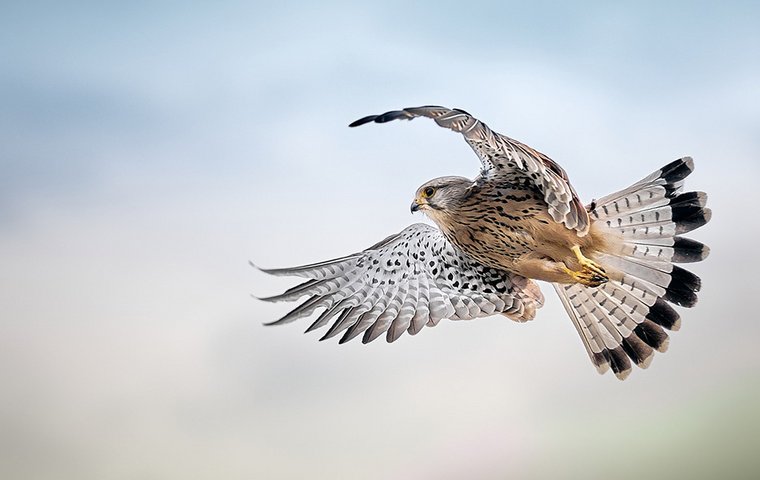 Die Rettung der Tiere Turmfalke