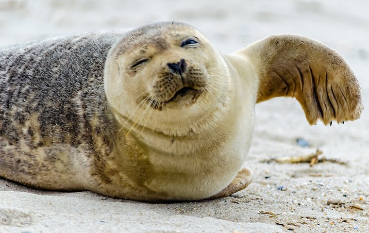 Robbe räkelt sich im Sand