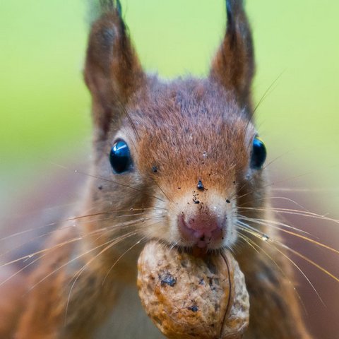 Eichhörnchen mit Nuss Eichhörnchen mit Nuss