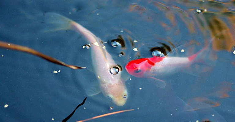 Zwei Fische Zwei Fische im Teich