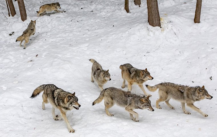 Wolfsrudel im Schnee