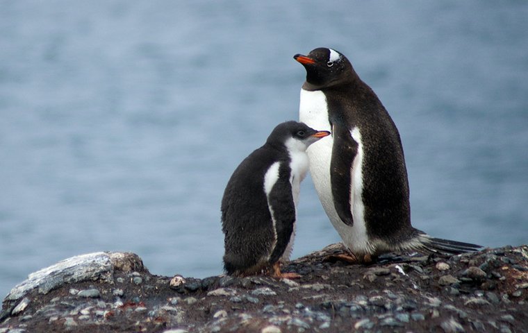 Eselpinguin mit Jungem auf Felsen