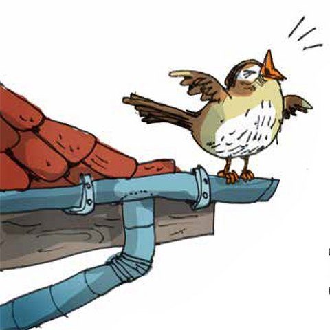 Zwitschernder Spatz auf Regenrinne