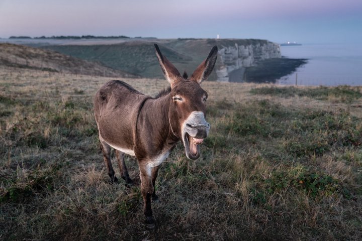 "Lachender" Esel an Küste