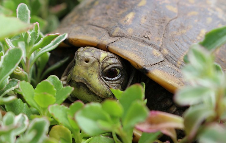 Kopf Schildkröte vor Pflanzen