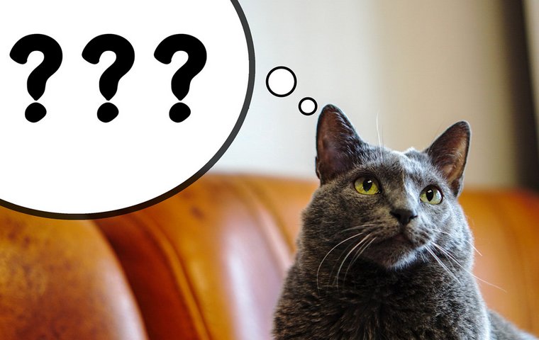 Katze mit Fragezeichen