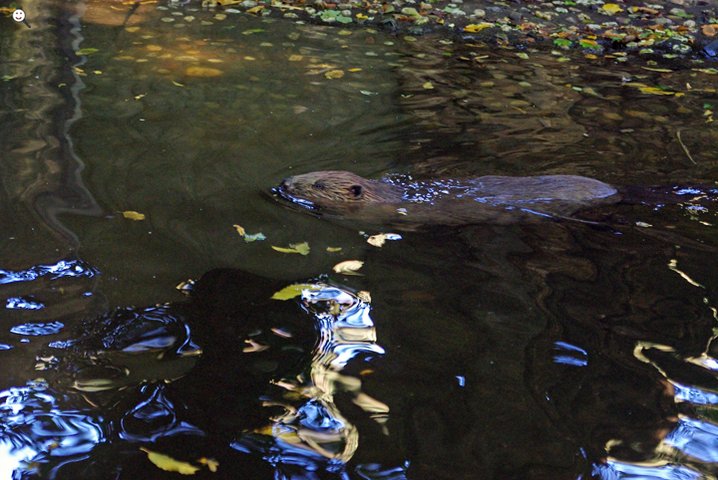 Biber Zoo Wuppertal