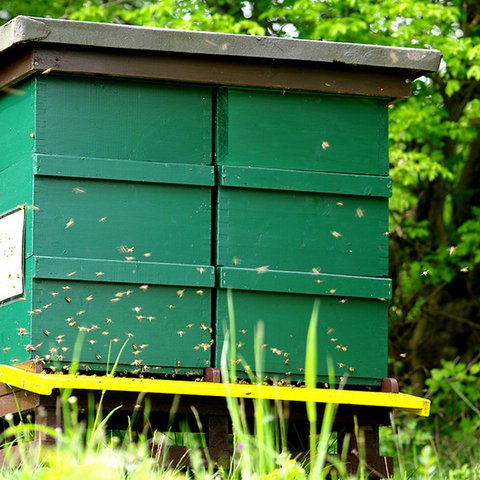 Grüner Bienenstock mit Bienen
