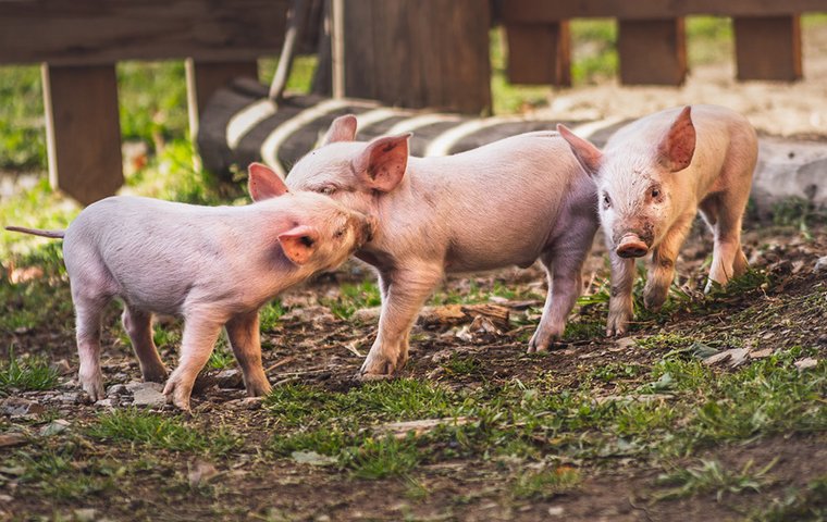 Junge Ferkel auf Wiese