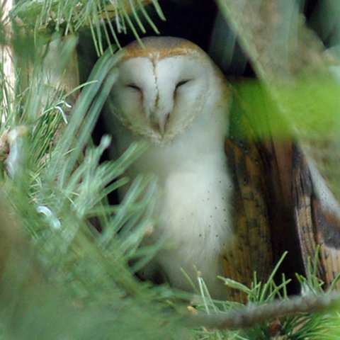 Schleiereule (Zoo Dortmund)