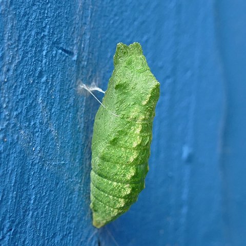 Schwalbenschwanz Puppe an blauer Wand