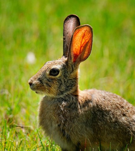 Hase mit aufgerichteten Ohren auf grüner Wiese