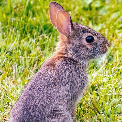 Junger Hase Junger Hase