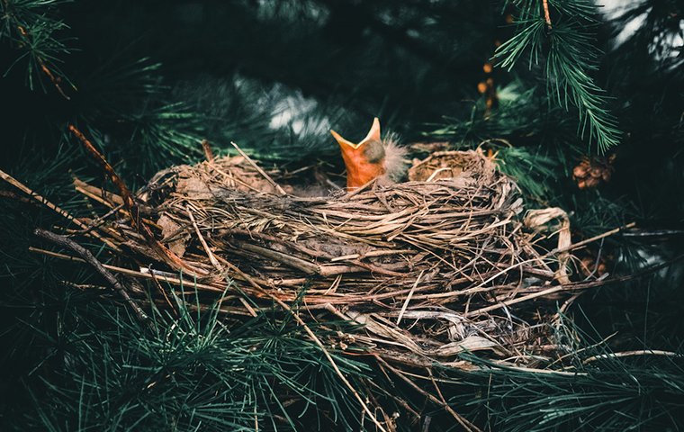 Nestling Nestling