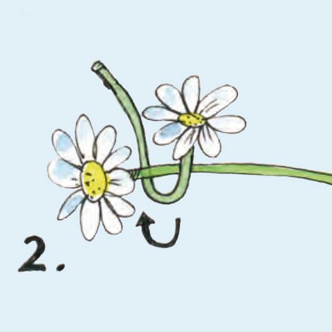 Stiel der oberen Blume unter dem Stiel der unteren Blume durchschlingen.