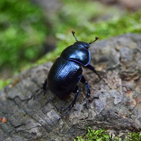 Tierische Müllabfuhr Mistkäfer