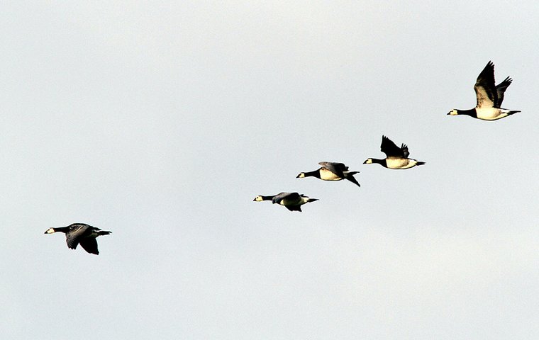Im Schwarm fliegende Wildgänse