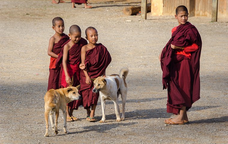 Vier buddhistische Kindermönche mit zwei Hunden