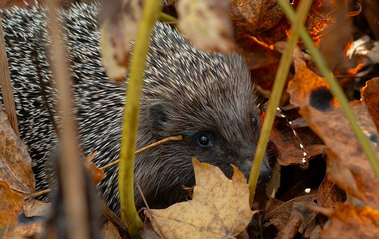 Igel im Laub