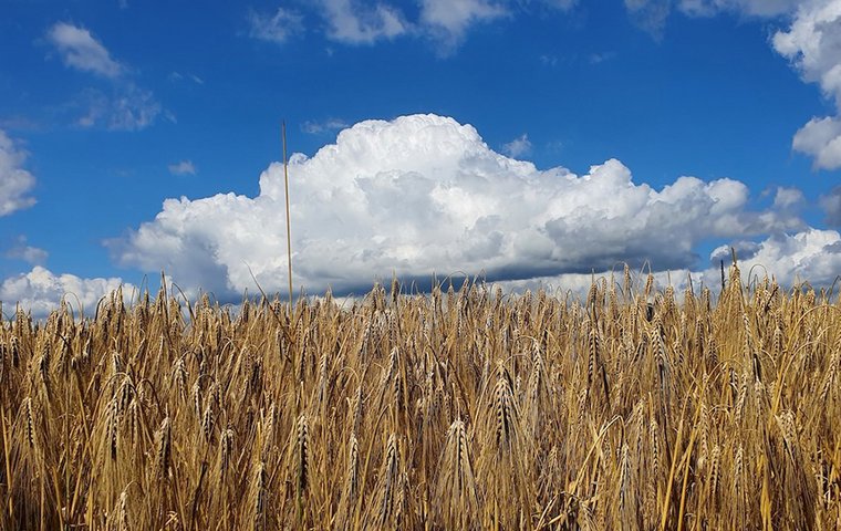 Getreidefeld mit blauem Himmel und weißer Wolke