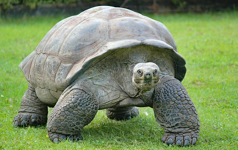 Große Schildkröte auf grüner Wiese