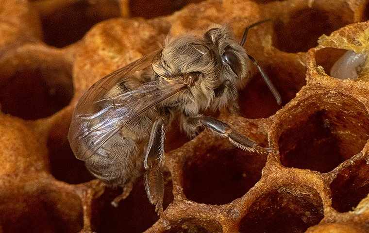 Bienenwabe mit frisch geschlüpfter Biene