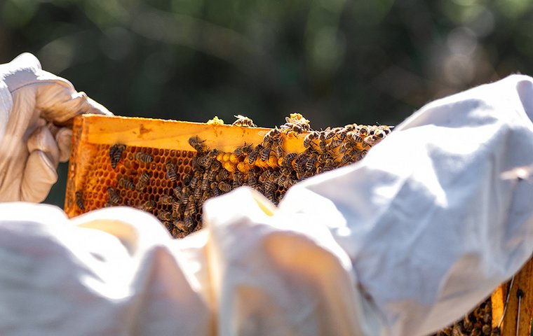 Rähmchen mit Bienenbeute