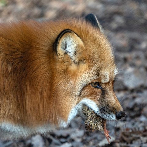 Tierische Müllabfuhr Fuchs mit totem Vogel im Maul