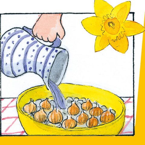 Mit Kanne Wasser in Schüssel mit Narzissenzwiebeln gießen.