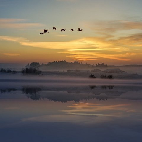 Vögel fliegen in der Morgenröte