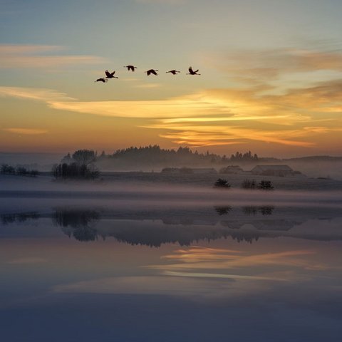 Vögel fliegen in der Morgenröte Vögel fliegen in der Morgenröte