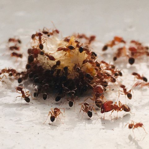 Tierische Müllabfuhr Ameisen